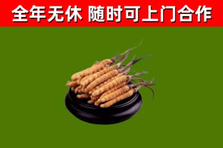 唐山烟酒回收冬虫夏草.jpg